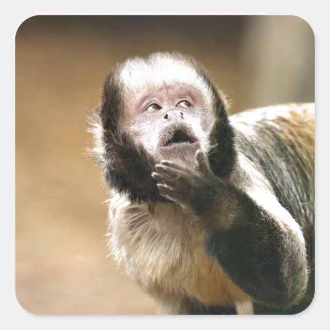 Cheeky & thoughtful baby capuchin monkey square sticker (Front)