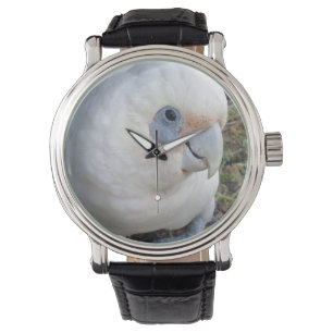 Cheeky White Cockatoo, Watch