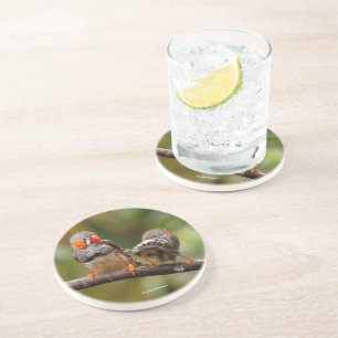 Cheeky Zebra Finches Songbirds on Branch Coaster
