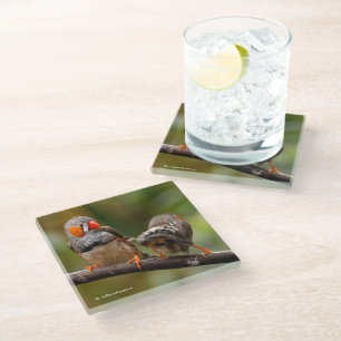 Cheeky Zebra Finches Songbirds on Branch Glass Coaster