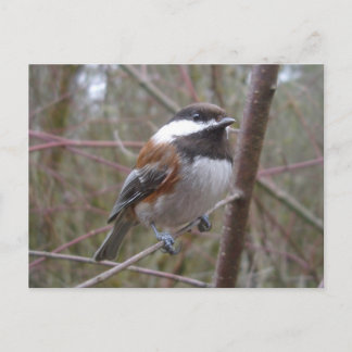 Cheep, the Chickadee Postcard