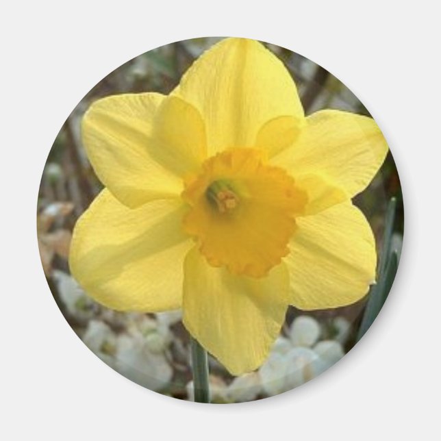 Cheerful Daffodil Magnet (Front)