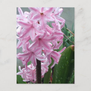 Cheerful Pink Hyacinth Flower After Spring Rain  Postcard