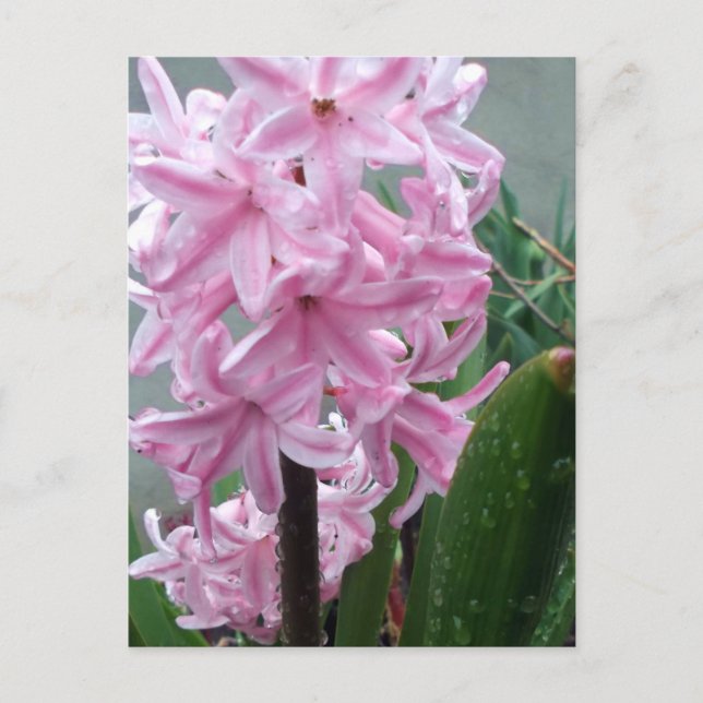 Cheerful Pink Hyacinth Flower After Spring Rain  Postcard (Front)