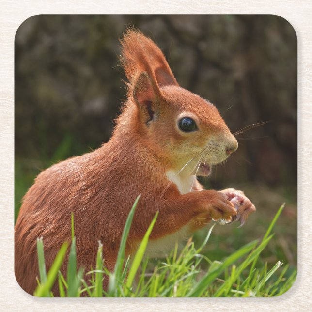Cheerful Red Squirrel Square Paper Coaster (Front)