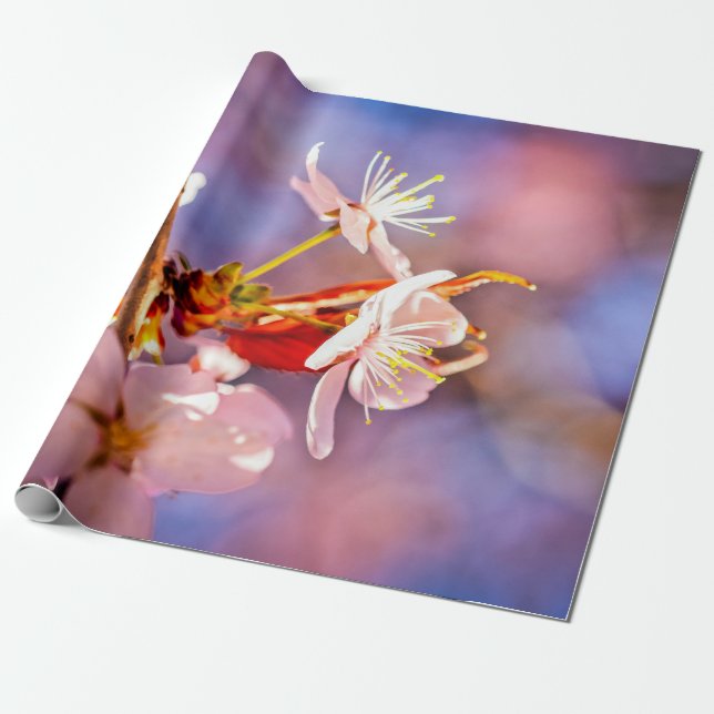 Cheerful Sakura Flowers Wrapping Paper (Unrolled)