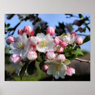 Cheerful Spring Crabapple Flower Blossoms Poster