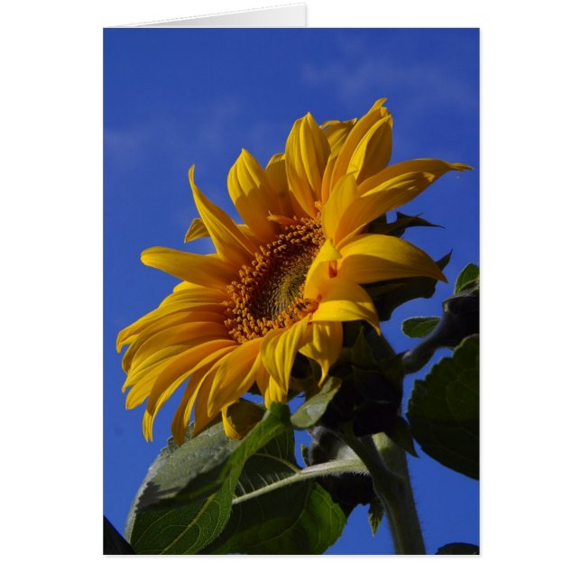 Cheerful Sunflower Cards (Front)