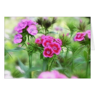 Cheerful Sweet William Flowers