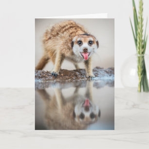 Cheers! Meerkat - Seasons Greetings Holiday Card