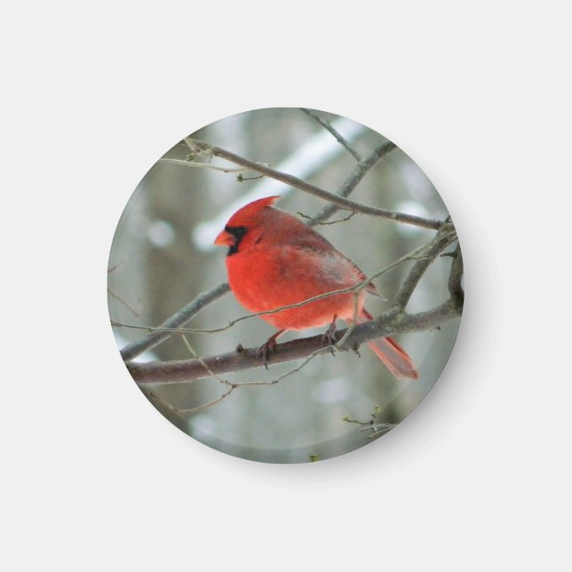 Cheery Red Cardinal Magnet (Front)