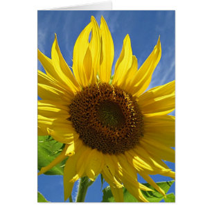 Cheery Sunflower