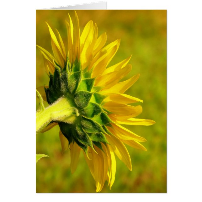 Cheery Sunflower Back (Front)