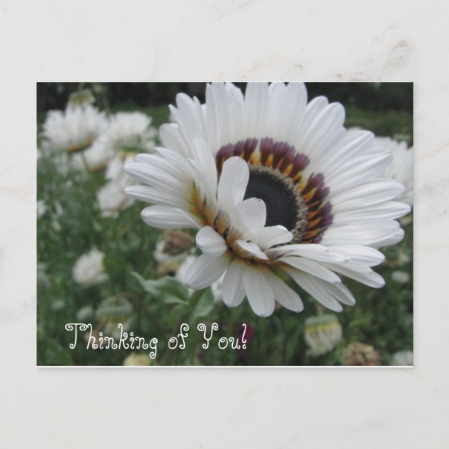 Cheery Thinking of You Postcard (Front)
