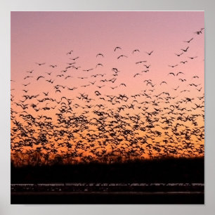 CheerySunset Poster