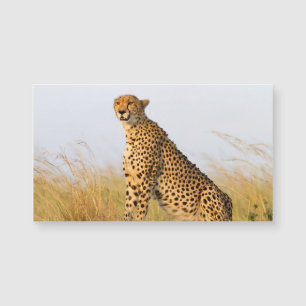 Cheetah