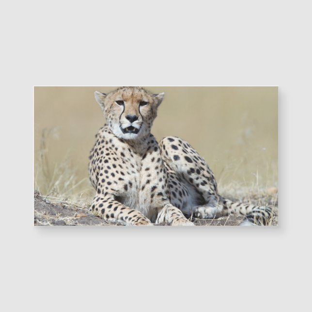 Cheetah (Front)