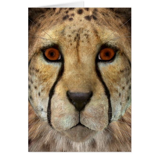 Cheetah (Front)