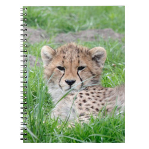 Cheetah20150904 Notebook