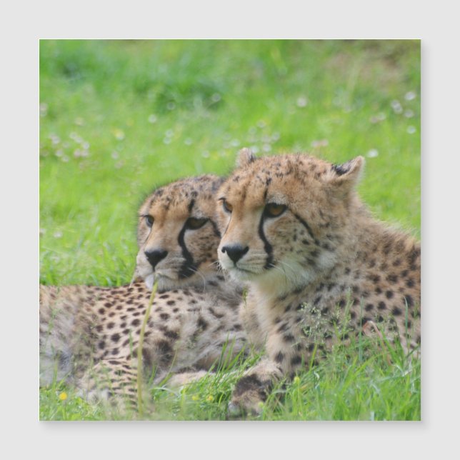 Cheetah 001 (Front)