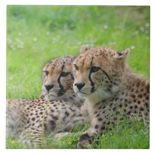 Cheetah 001 ceramic tile (Front)