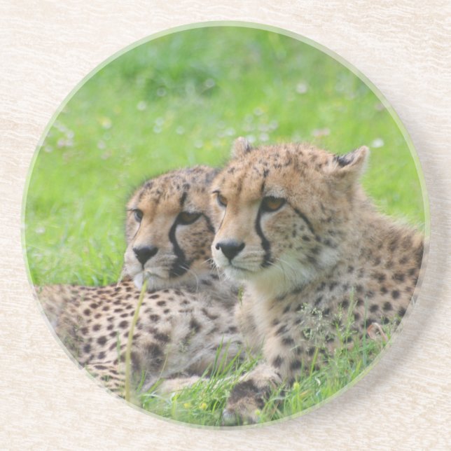 Cheetah 001 coaster (Front)