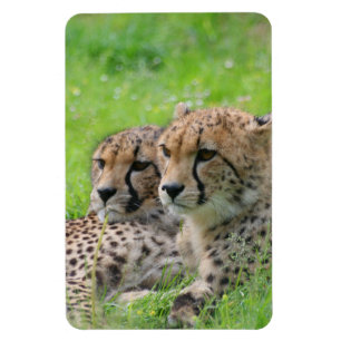 Cheetah 001 magnet