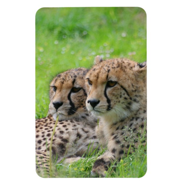 Cheetah 001 magnet (Vertical)