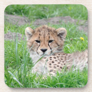 Cheetah 002 coaster