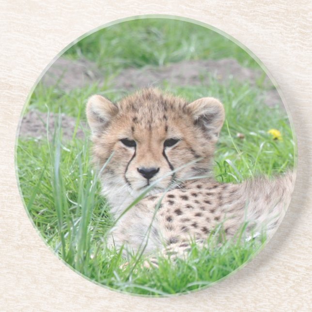 Cheetah 002 coaster (Front)