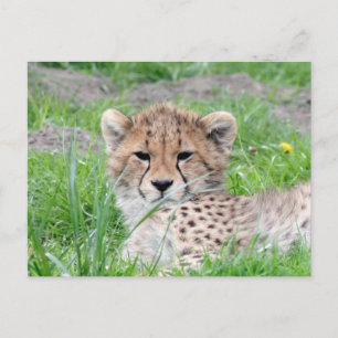 Cheetah 002 postcard