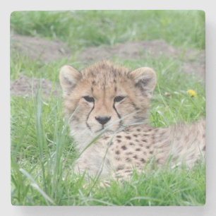 Cheetah 002 stone coaster