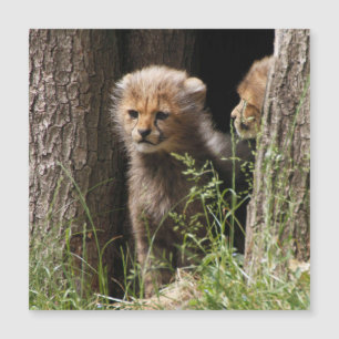 Cheetah 005