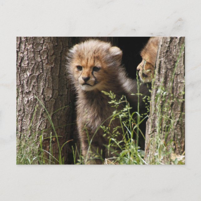Cheetah 005 postcard (Front)