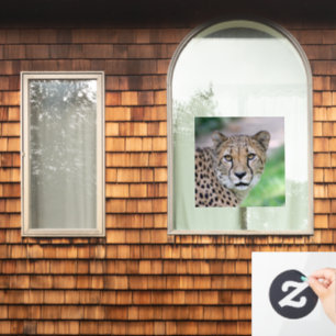 Cheetah 009