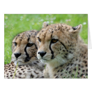 Cheetah 009