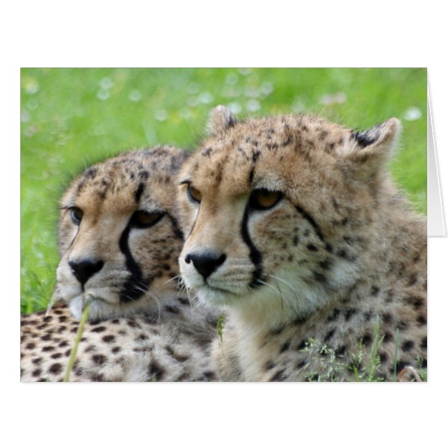 Cheetah 009 (Front Horizontal)