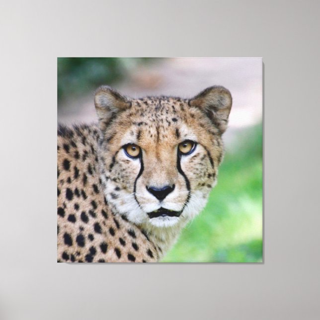 Cheetah 009 canvas print (Front)