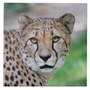 Cheetah 009 ceramic tile