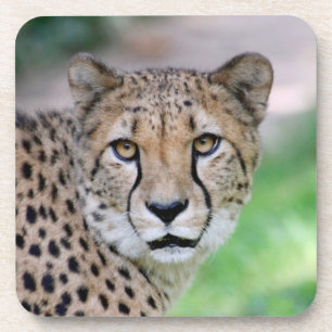 Cheetah 009 coaster