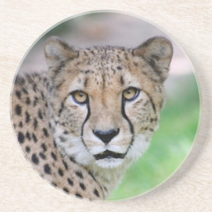 Cheetah 009 coaster