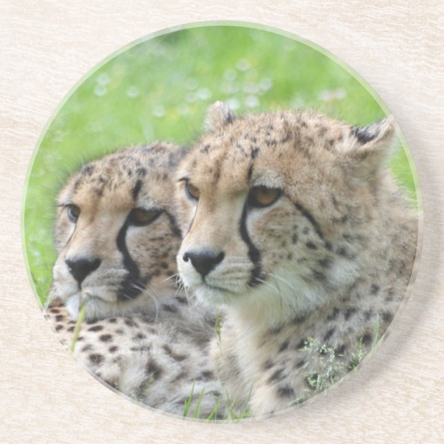 Cheetah 009 coaster (Front)