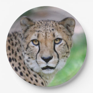 Cheetah 009 paper plate