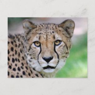 Cheetah 009 postcard
