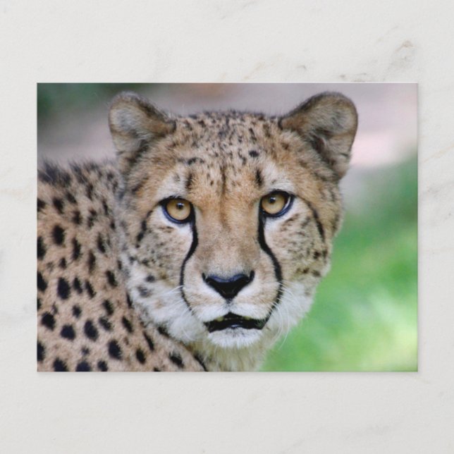 Cheetah 009 postcard (Front)