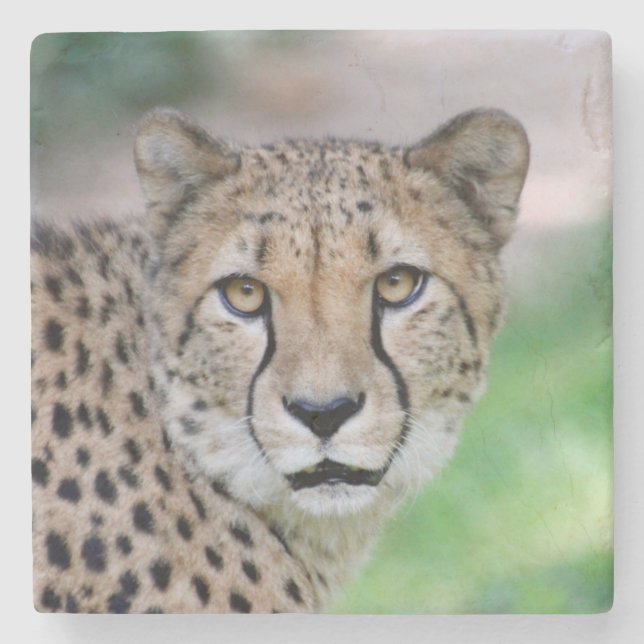 Cheetah 009 stone coaster (Front)