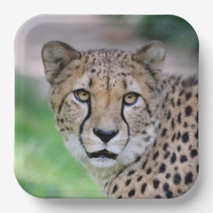 Cheetah 012 paper plate