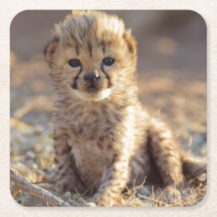 Cheetah 19 days old male cub square paper coaster