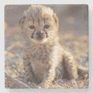 Cheetah 19 days old male cub stone coaster