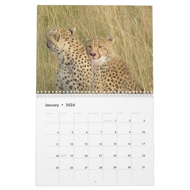 Cheetah 2008 calendar (Jan 2026)